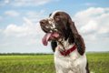 【2023年夏】犬の散…の画像