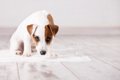 犬の危険な『ウンチ…の画像