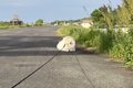 お散歩中に歩かなく…の画像