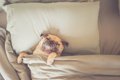 犬がみせる『人間み…の画像