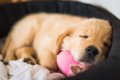 子犬を迎える時に飼…の画像