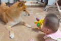 赤ちゃんを『家族』…の画像