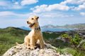 犬を登山に連れて行…の画像