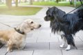 『小型犬の散歩』絶…の画像