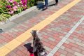 突然『いるはずのな…の画像