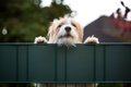 犬が飼い主を呼んで…の画像