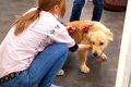 子犬が『女性店員さ…の画像