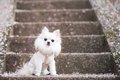 小型犬の飼い主が共…の画像