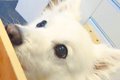 『イチゴが入ったダ…の画像