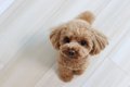 犬が飼い主に『抱っ…の画像
