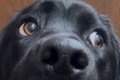 玄関にいた大型犬→声…の画像