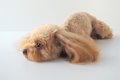 犬の糖尿病管理につ…の画像