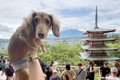 観光中に犬と記念撮…の画像