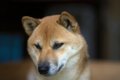 犬が『助けてほしい…の画像