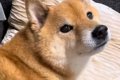 散歩嫌いでブチギレ…の画像