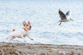 オフリードの犬は野…の画像