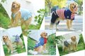 お台場で「愛犬と旅…の画像