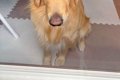 留守番をした大型犬→…の画像
