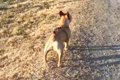 兄犬が亡くなり、食…の画像