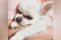 17歳の老犬が亡くな…の画像