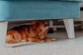 犬が『不安です』と…の画像