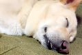 犬の寝顔を撮影する…の画像