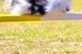 『棒を跳び越える犬…の画像