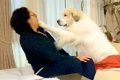 超大型犬が『格下の…の画像