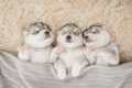 犬が見せる『眠たい…の画像