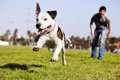 犬は走らないと寿命…の画像