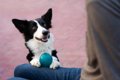 犬が『飼い主と一緒…の画像