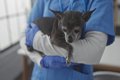 シニア犬が『咳をす…の画像