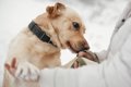 『犬は糖尿病の人が…の画像