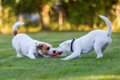 犬にとっての『良い…の画像