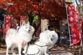 愛犬と一緒に紅葉の…の画像