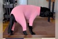 犬に『虫除けの服』…の画像