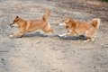 多頭飼いは犬の幸せ…の画像