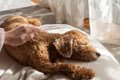 犬が亡くなる前にあ…の画像