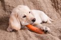 犬は腐ったものを食…の画像