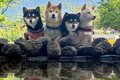 富士山を背景に『犬…の画像