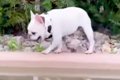 他の犬から逃げてい…の画像