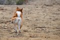 あるある？犬が『お…の画像