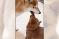 美濃柴犬の貴重なパ…の画像