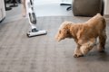 犬が驚いたときにみ…の画像
