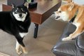 【爆笑】先輩犬に怒…の画像