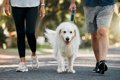 犬を飼うことが『飼…の画像