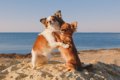 犬の多頭飼いで注意…の画像