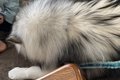 『47キロの超大型犬…の画像