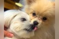 同居犬が亡くなり落…の画像
