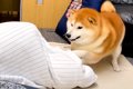 犬が座布団をめくる…の画像